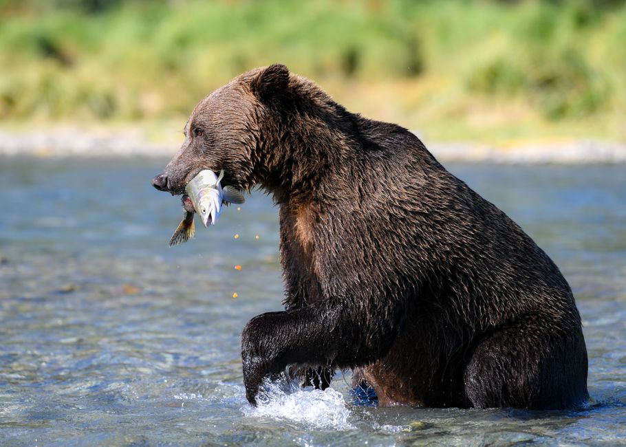 Coastal brown bear catches salmon in Alaskan river, showcasing wildlife in natural habitat.