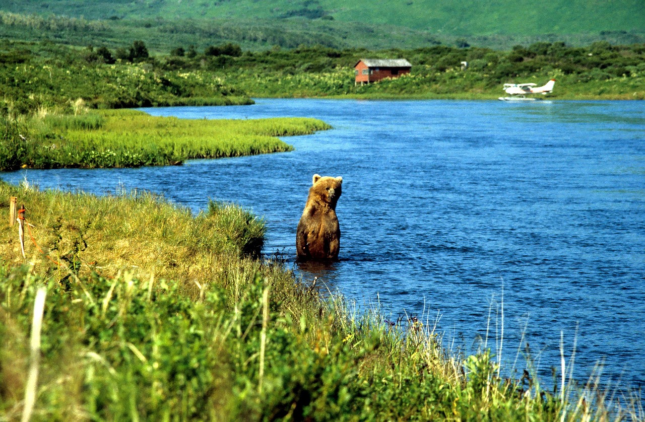 Grizzly, brown bear, bear, alaska, karluk, kodiak, grizzly, alaska, alaska, alaska, alaska, kodiak, kodiak, kodiak, kodiak, kodiak